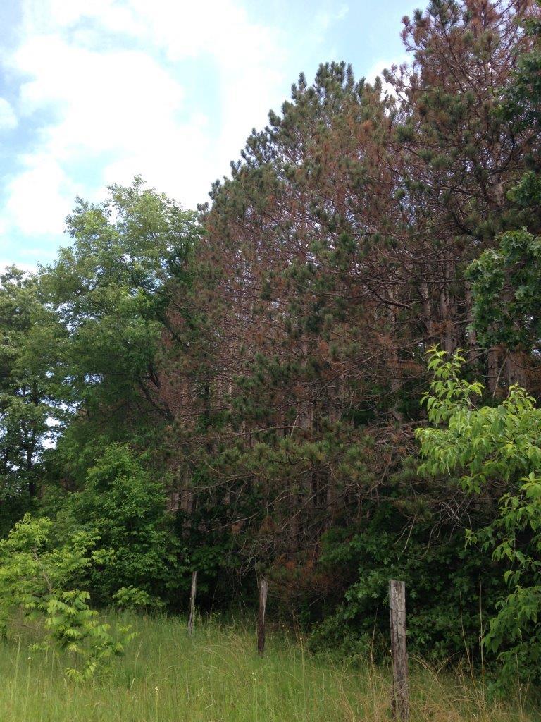 Red pine scale Afflicted Trees