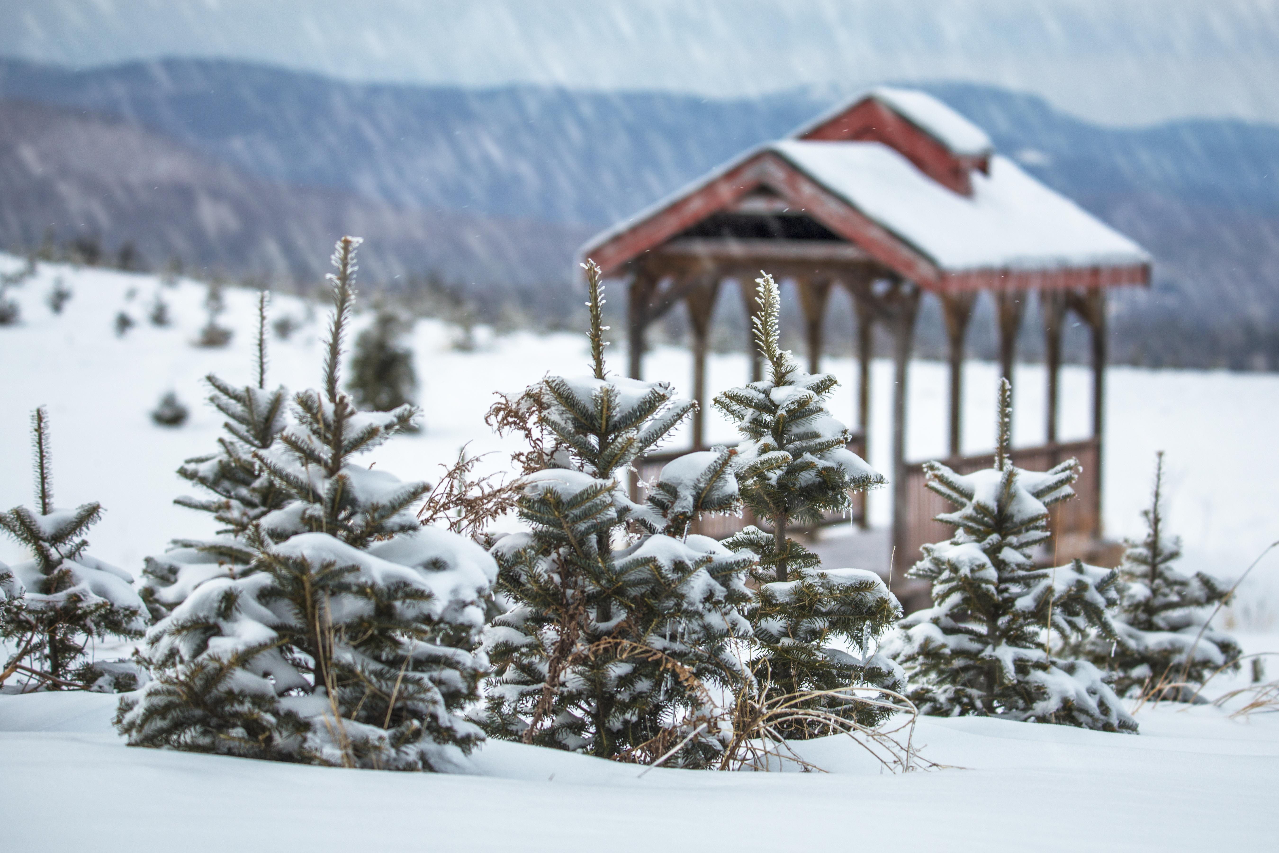 The first snowfall at The Rocks.