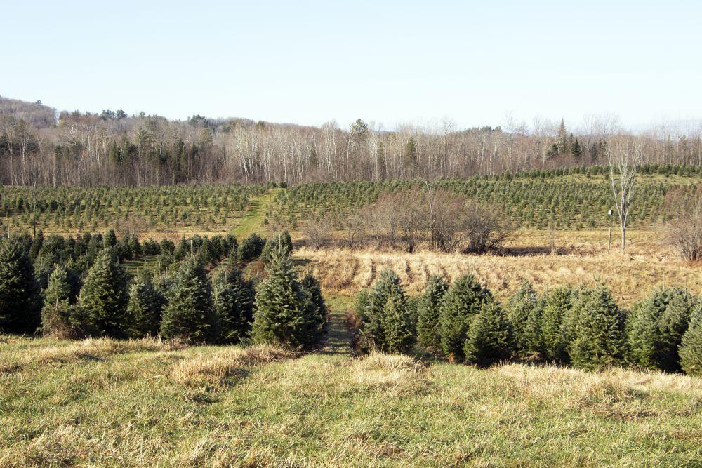 Rows of green fir trees grow in fields at The Rocks