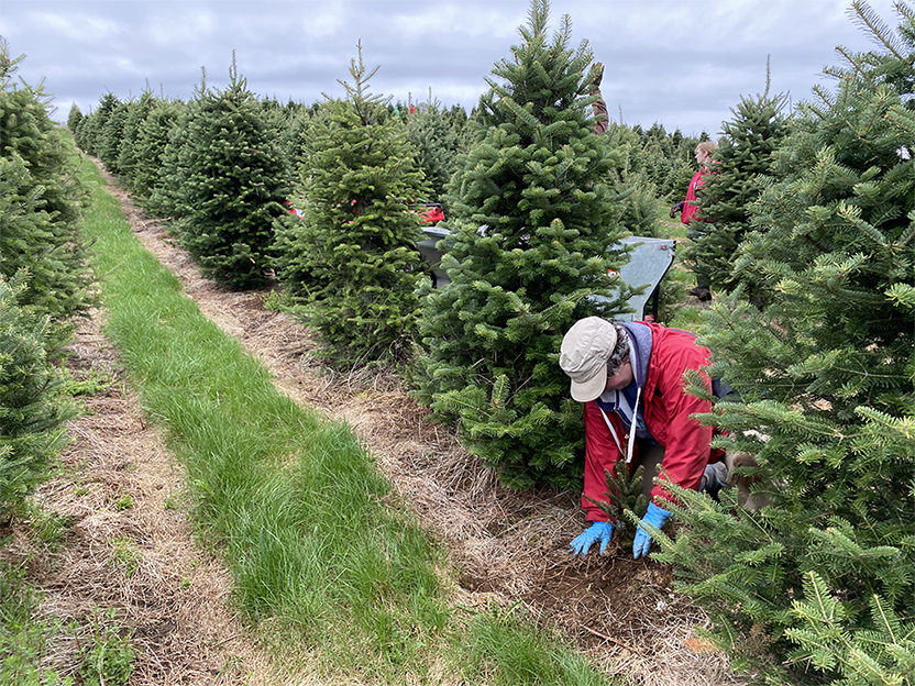 Volunteers plant trees at The Rocks.