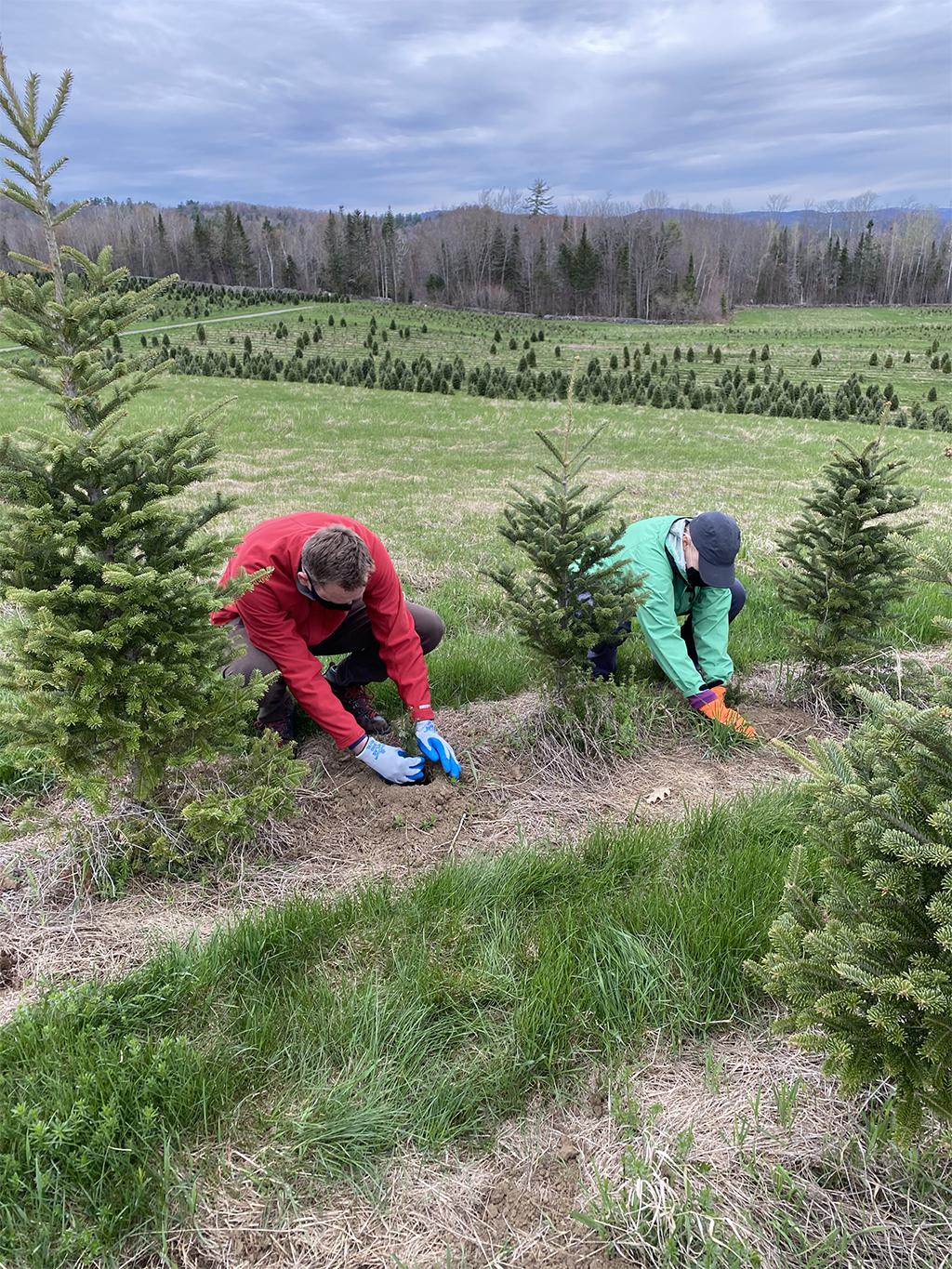 Volunteers plant trees at The Rocks.