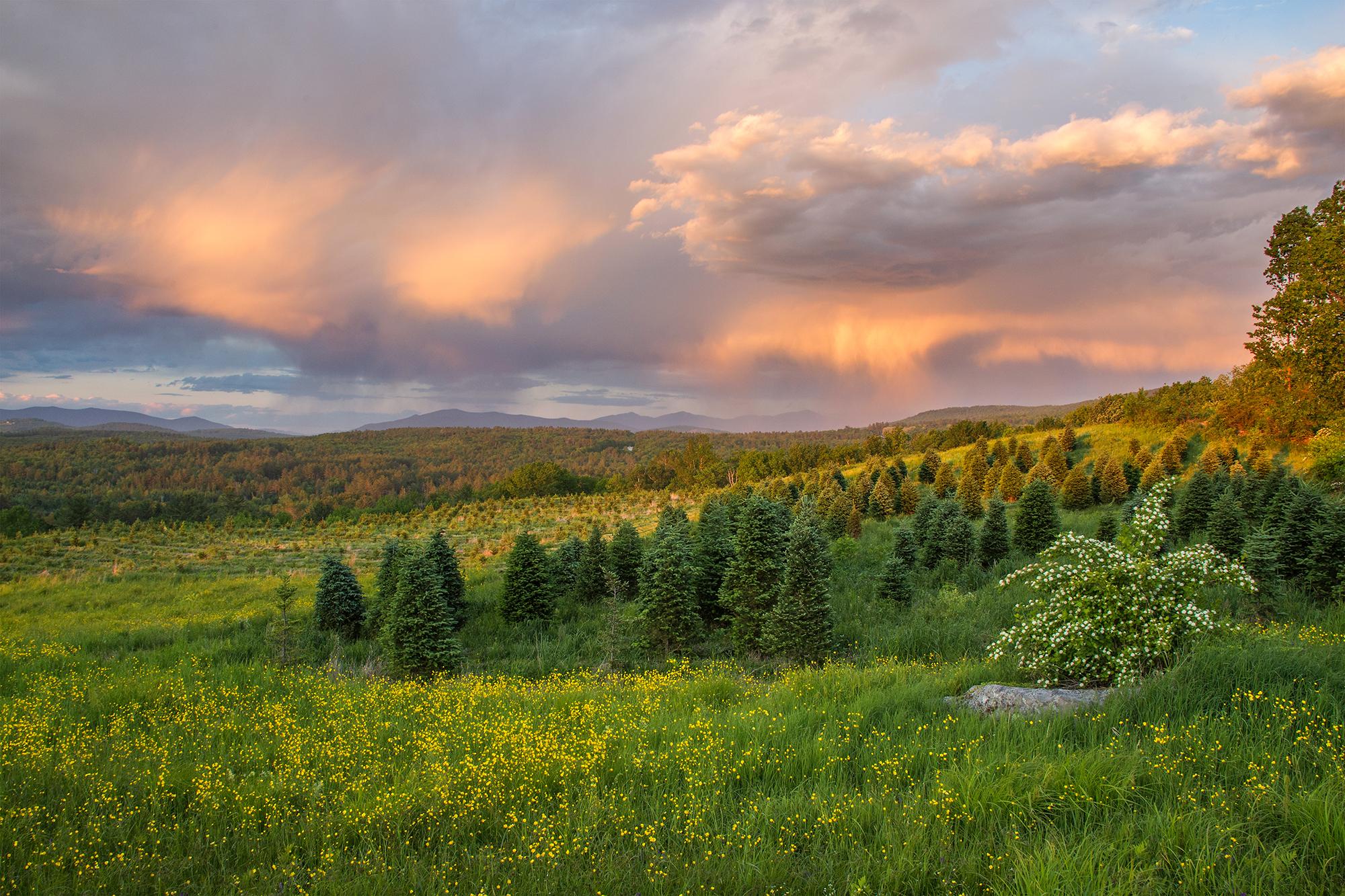A spring storm fades over the White Mountains, as seen from the Christmas tree fields at The Rocks.