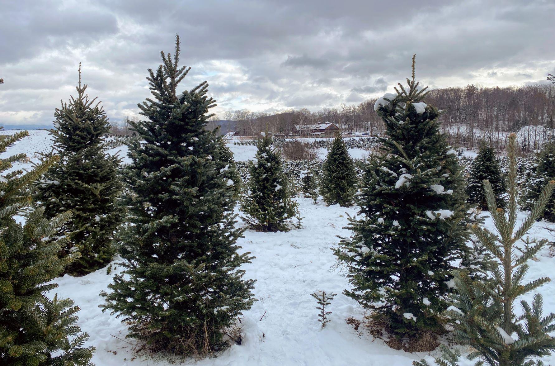 Snow covers the fields of Christmas trees growing at The Rocks in Bethlehem.