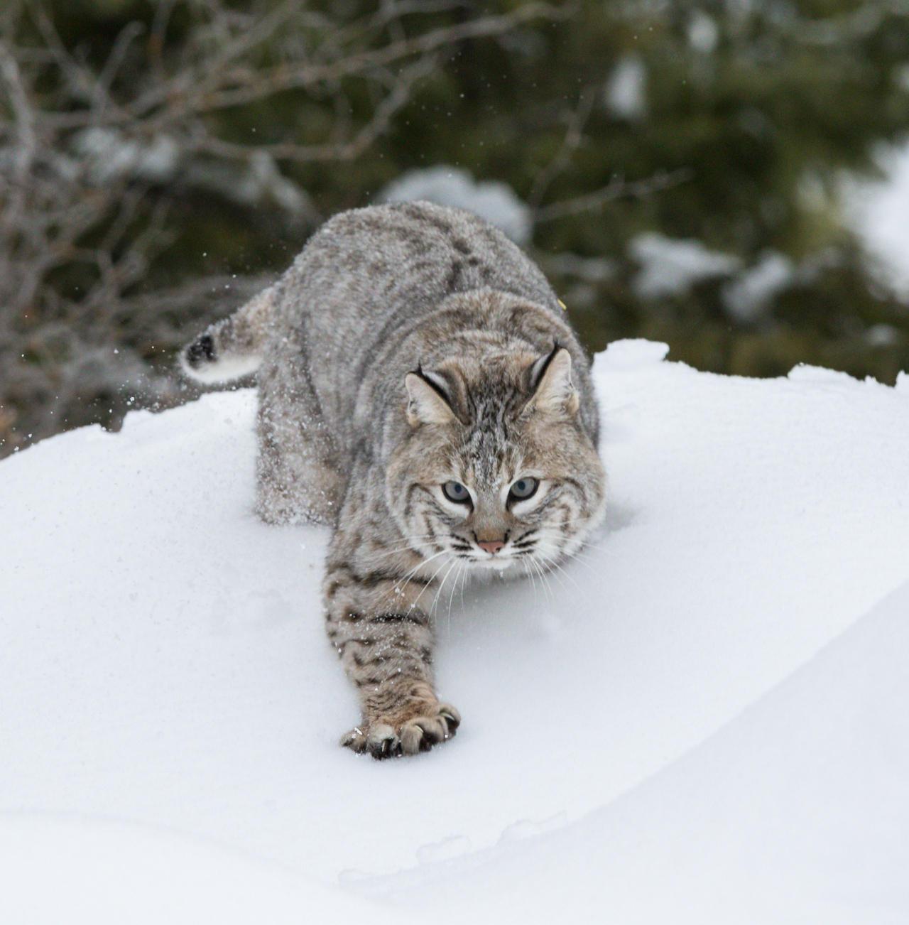 Something Wild: What's Behind the Bobcat's NH Comeback? | Forest Society