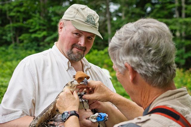 Iain MacLeod smiles as he holds the young osprey.