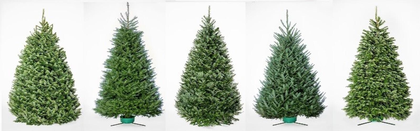 Different types of Christmas trees are lined up for a quiz.