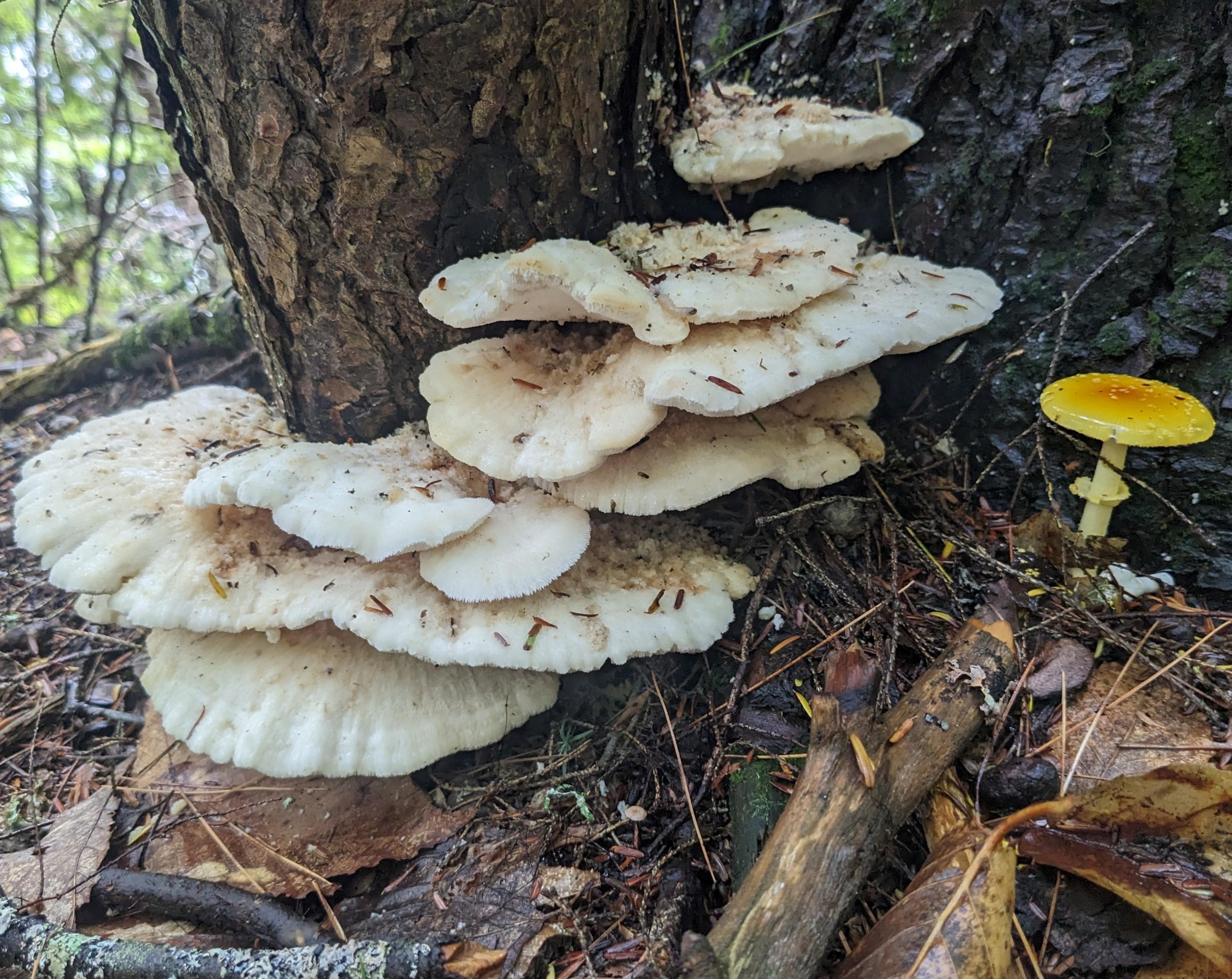 White and orange fungi on a log.