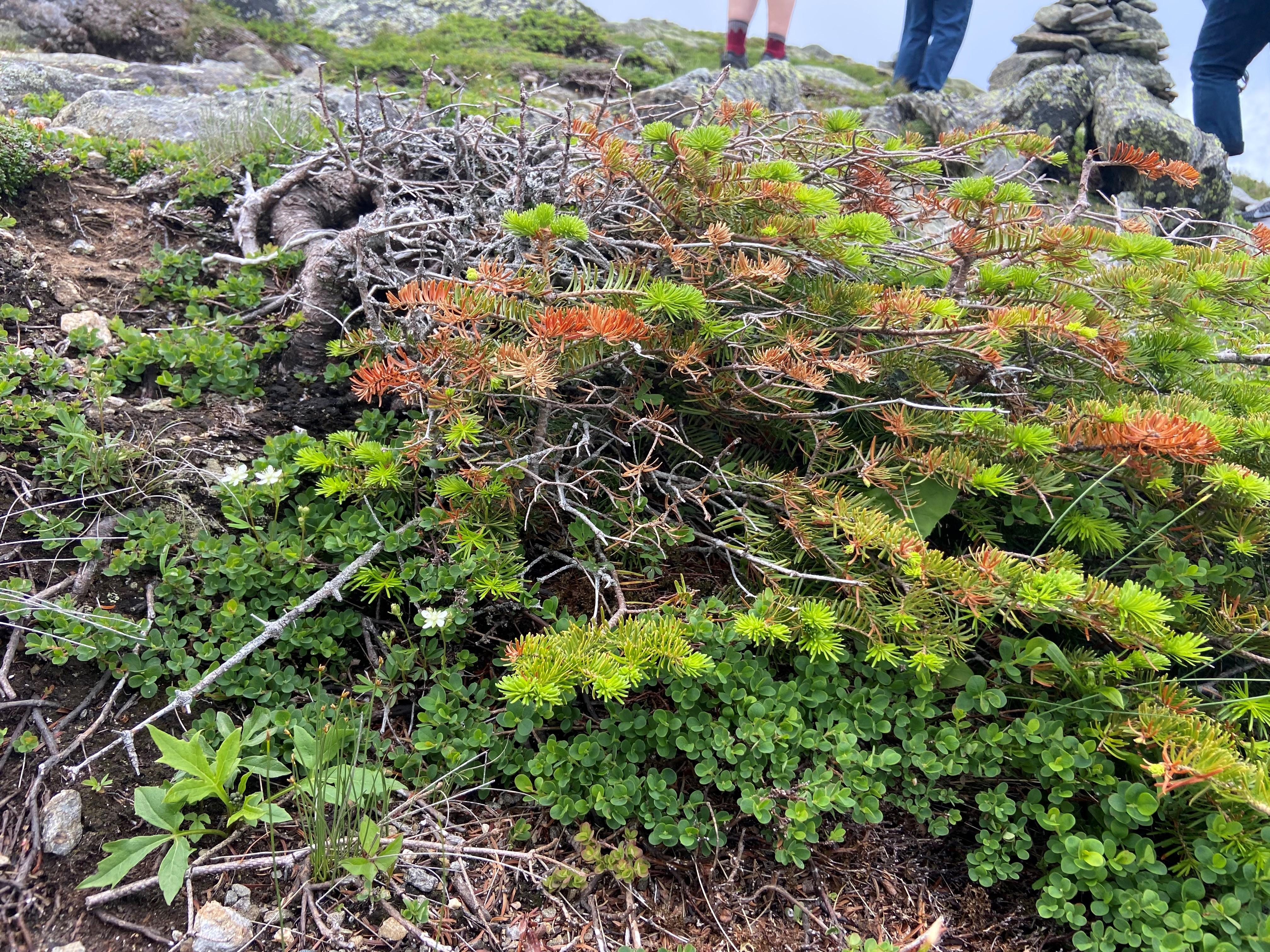 Crooked plant in the alpine zone at Mt. Washington.
