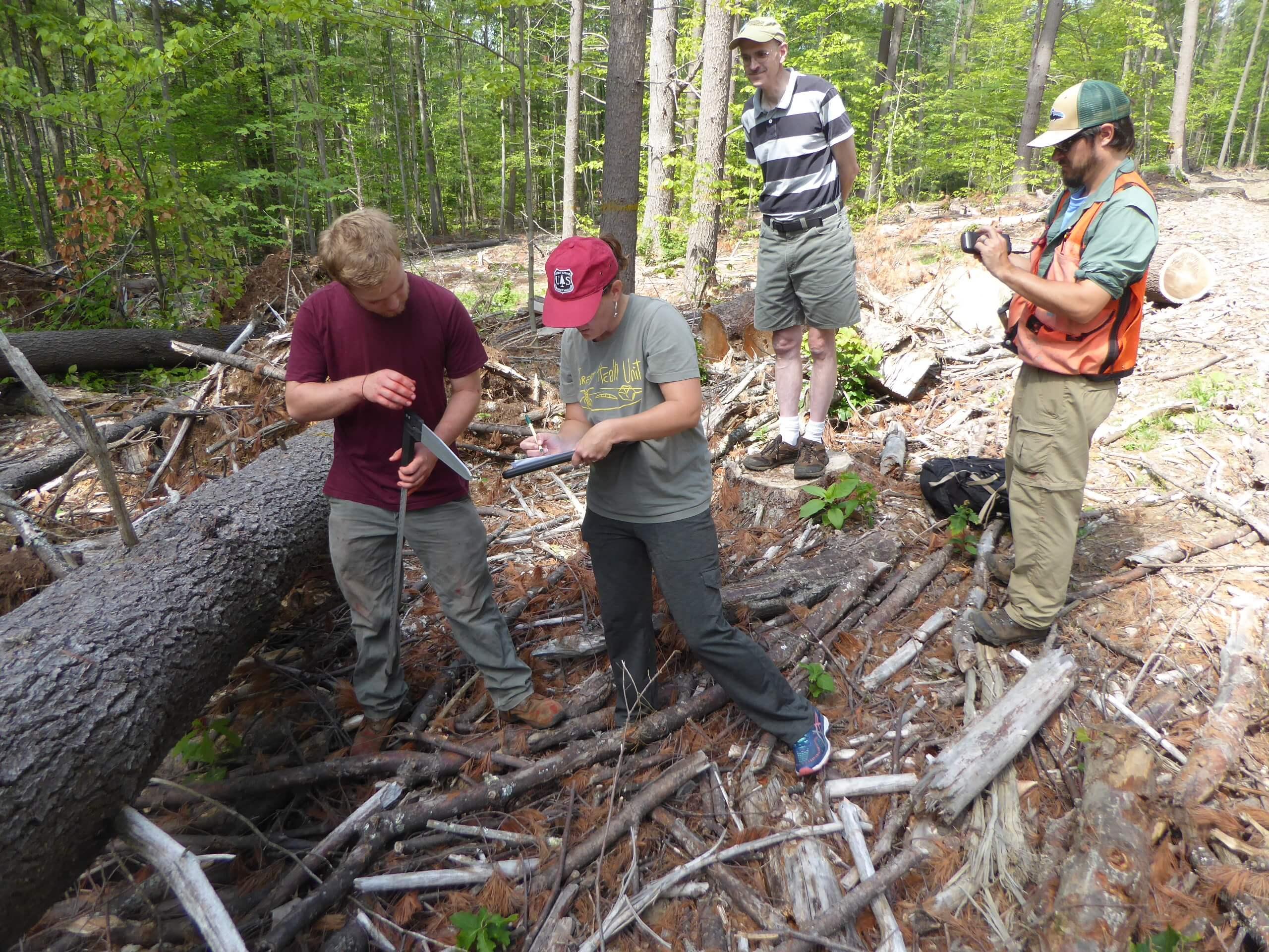 Studying blown down white pine trees at Whittemore Reservation.  Forest Society Staff photo.