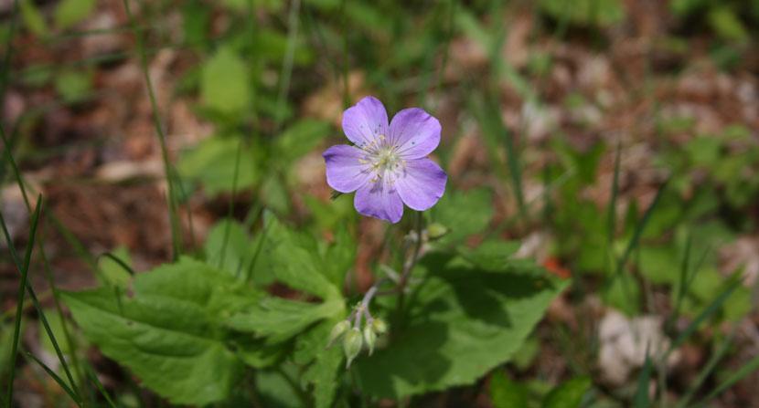 Light purple wildflower in bright green field of grass.