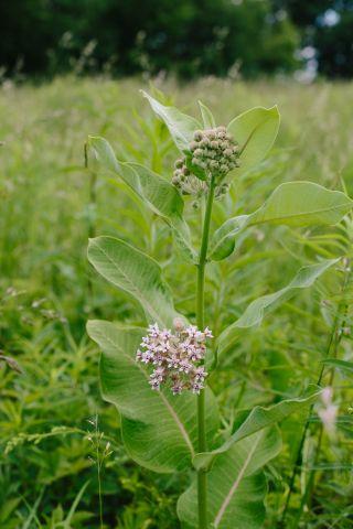 Milkweed