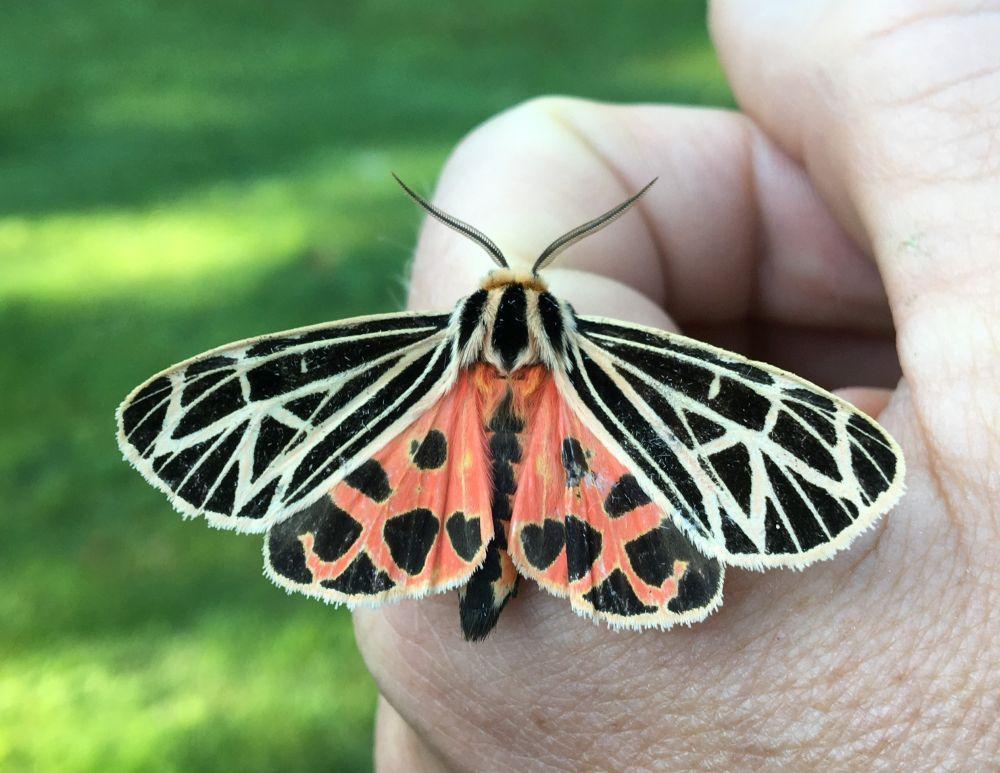 Colorful complex black and orange pattern of Virgin Tiger Moth suggests a stained glass window pattern