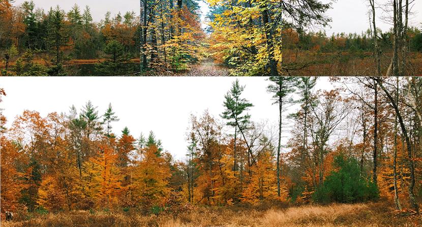 Conserved land in Hopkinton New Hampshire features forests, fields, and wetlands