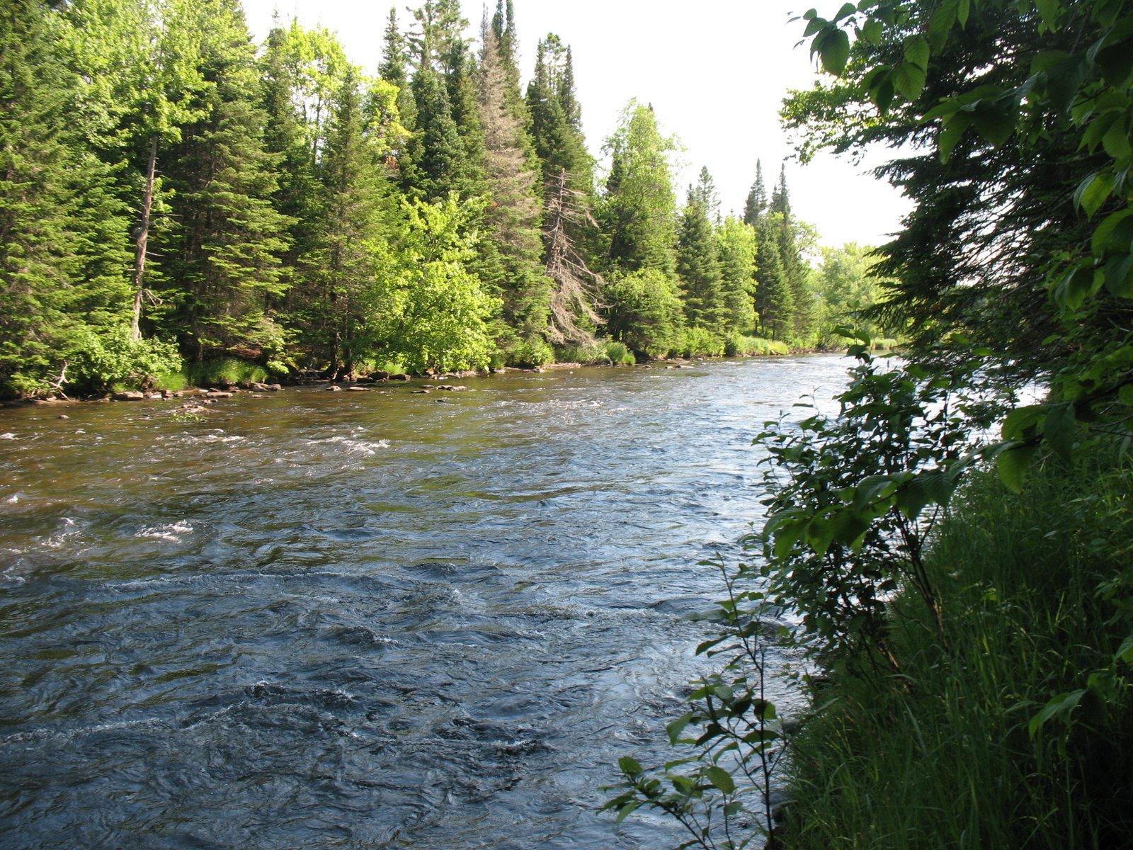 A river runs through the forest.