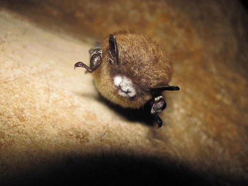 A white nose bat.