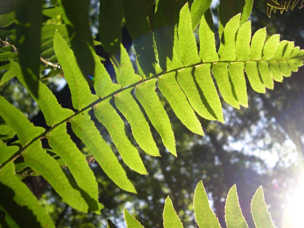 Sunlight streaming through green frond of Christmas Fern as seen from beneath