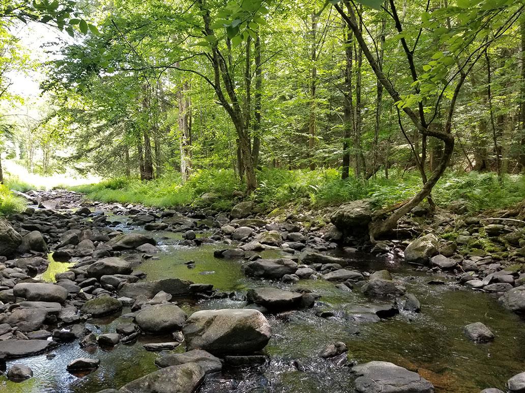 Blow-Me-Down-Brook flows adjacent to the Forest Society's proposed addition at Yatsevitch Forest.
