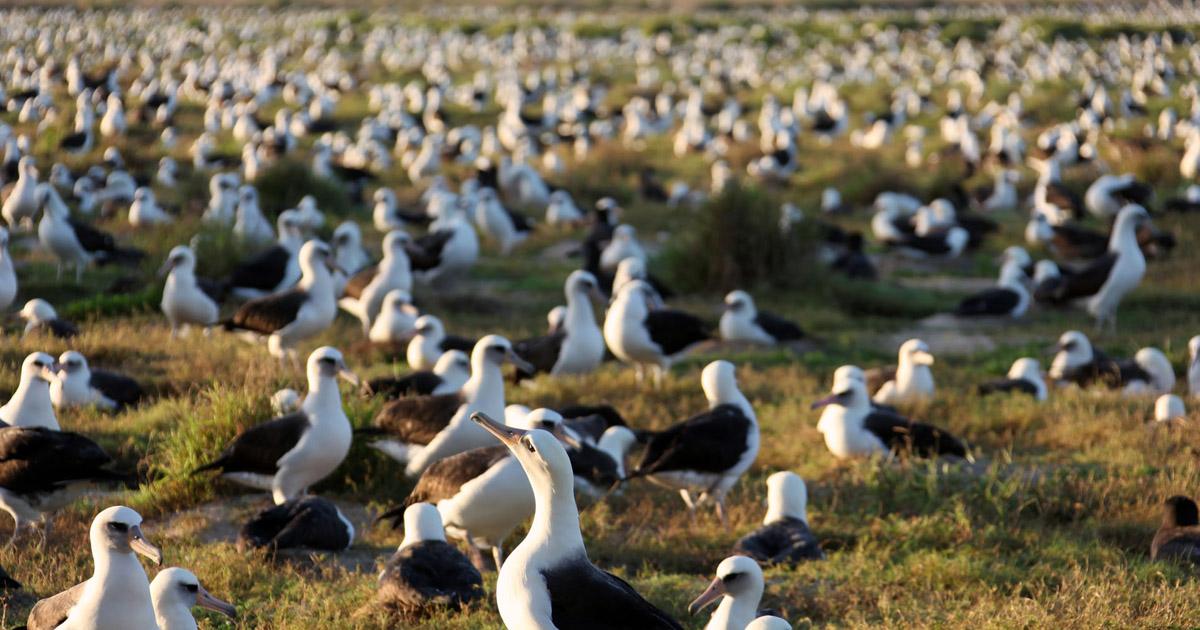 a large group of white albatross birds in a green, mossy field.
