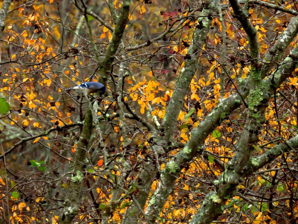 Colorful blue jay in contrasting yellow alder foliage.