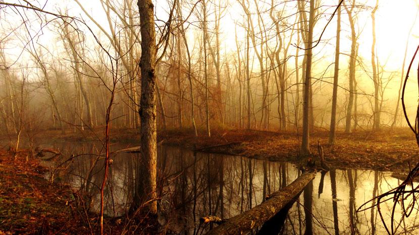 Morning light over the Millbrook stream by photographer Ellen Kenny