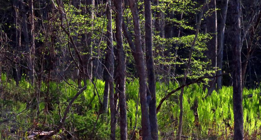 Newly unfurled ferns on the forest floor glow as though the ground were producing its own light.