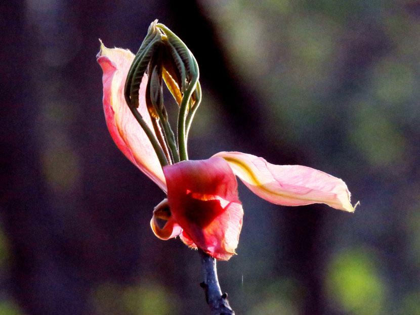Hickory blossom in the morning light