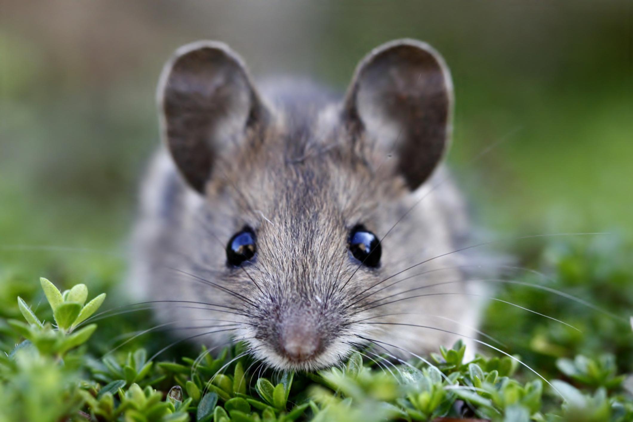 Field Mouse