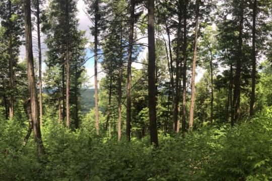 A thick forest.