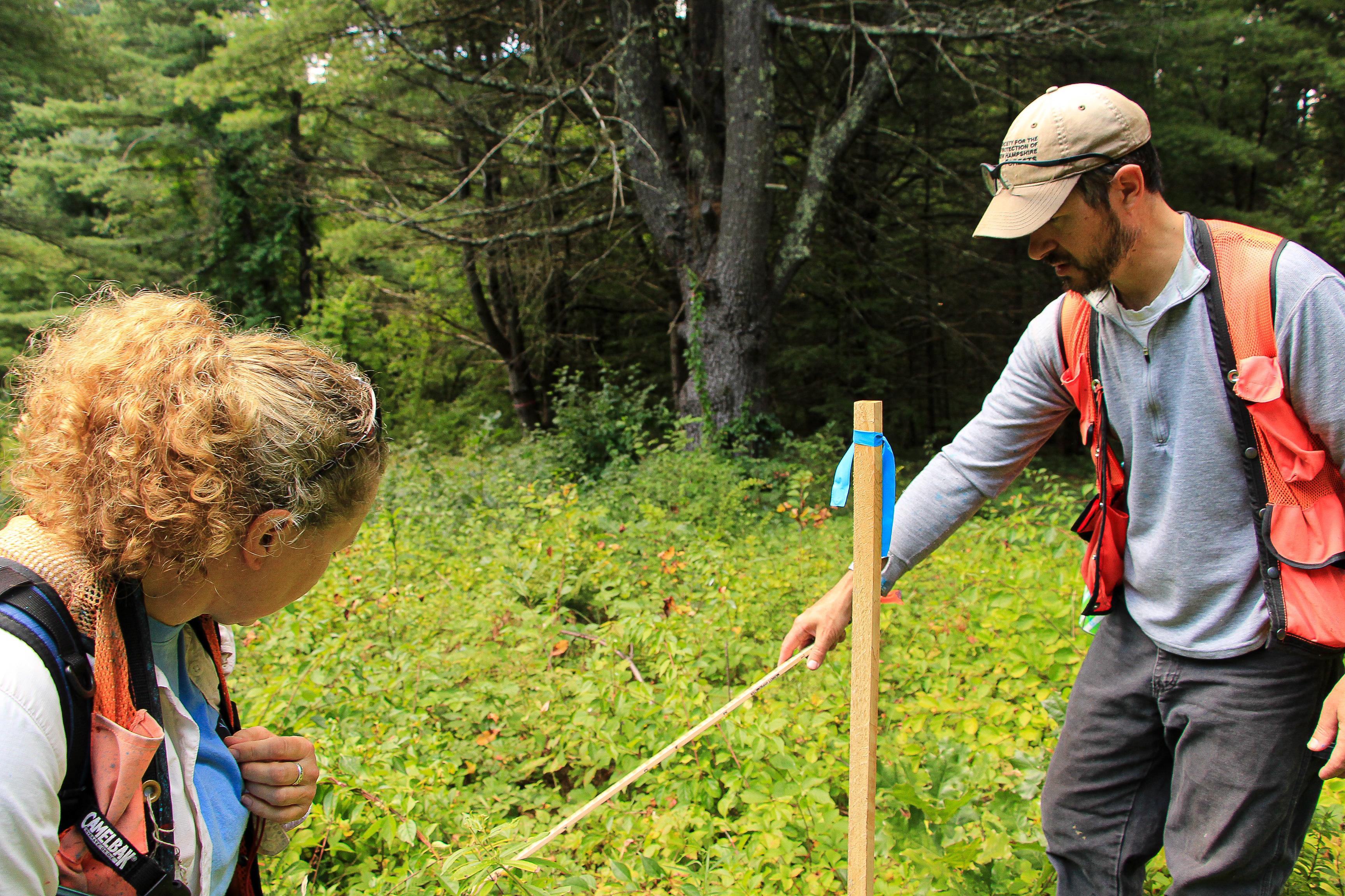 A man and a woman in orange vest search through green vegetation using a wooden yard stick