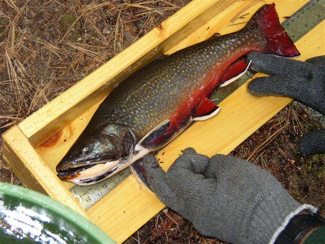Photo courtesy NHFG Fisheries Biologist Jim Viar