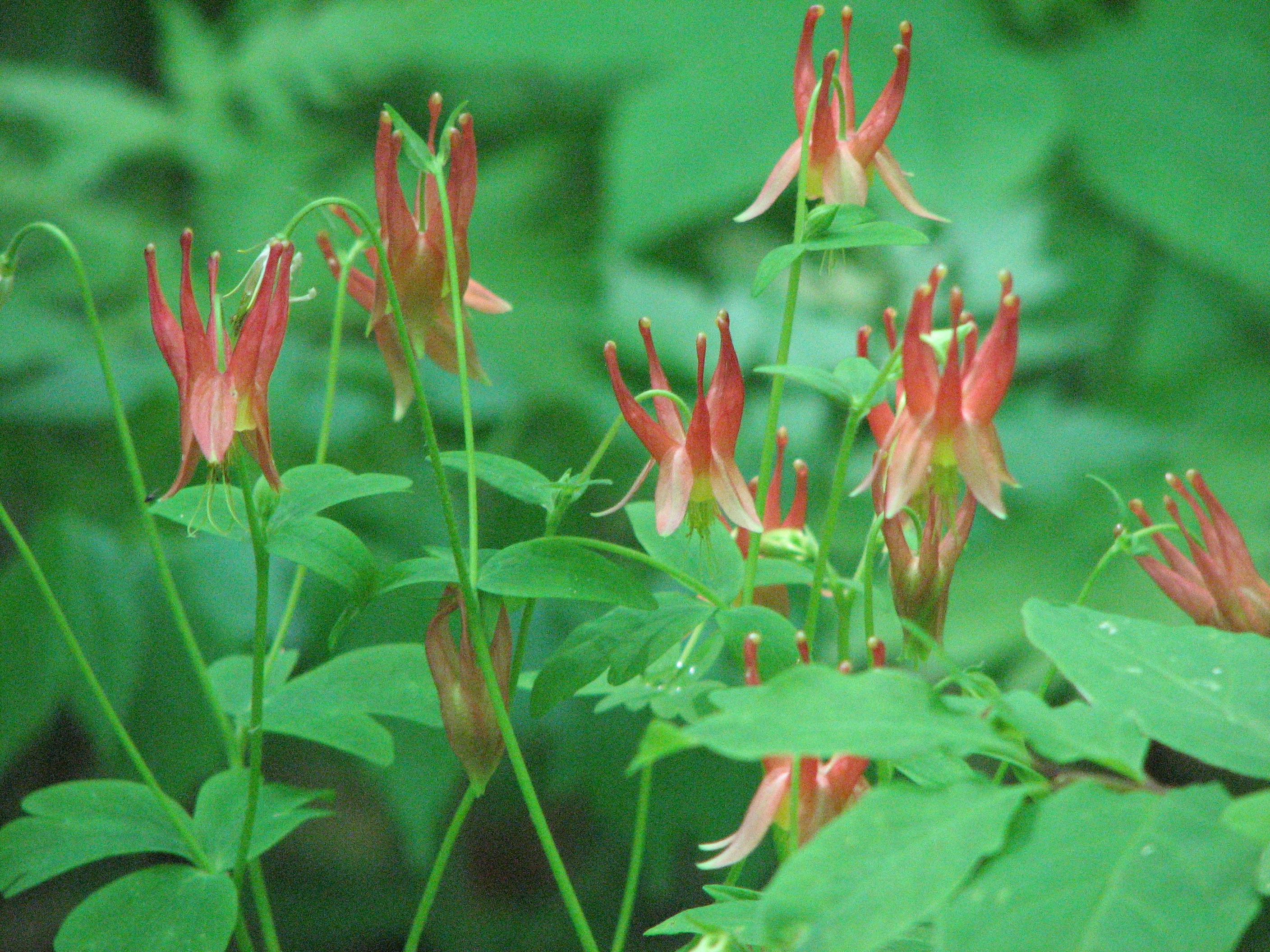 Red Columbine