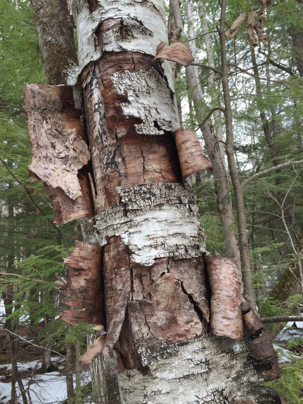Birch bark peeling off of a dead tree.