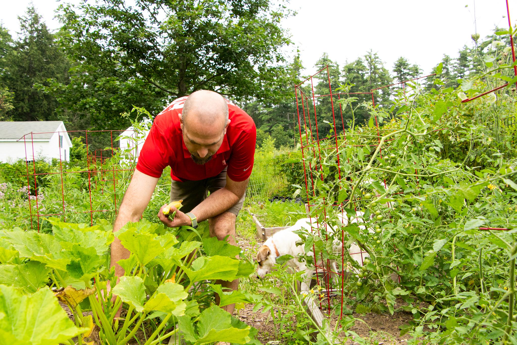 A man picks green beans in a vegetable garden