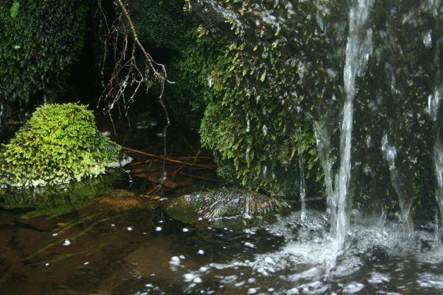Water from stream trickle on green soft moss