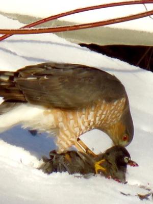 Close up of rust colored breast and banded tail of a feeding Cooper's Hawk
