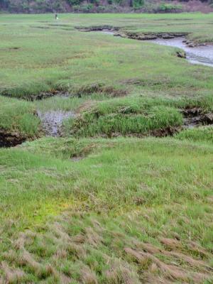 Tidal marsh across from Creek Farm in Portsmouth, New Hampshire