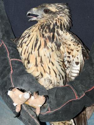 Great black hawk recently found in a park in Portland, Maine was suffering from frostbite