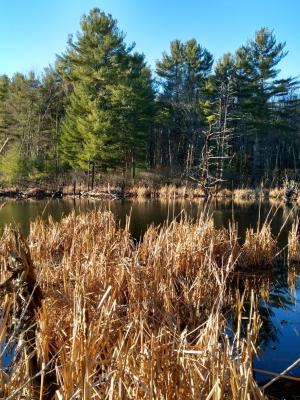 A beaver pond at Clay Brook forest.