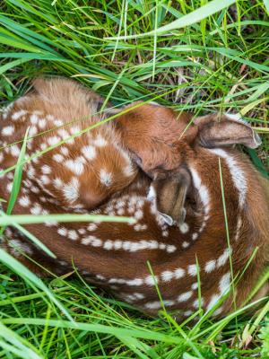 A fawn sleeping in the fields at Emery Farm