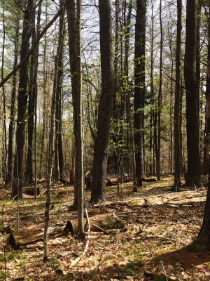 Pine and oak forest in Peterborough, NH