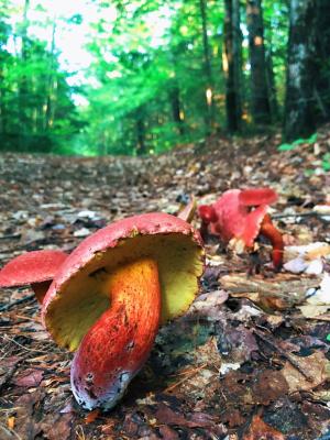 Bright red and orange mushrooms on a woods road