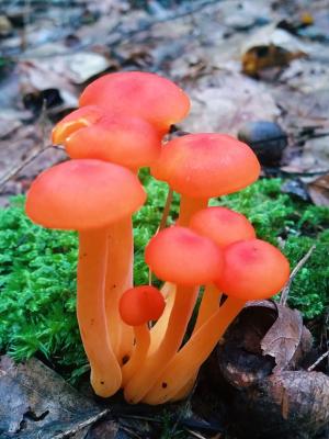 A cluster of brightly colored mushrooms and moss
