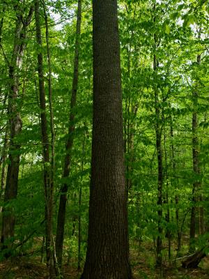 non weeviled pine at Jennings Forest, New Durham