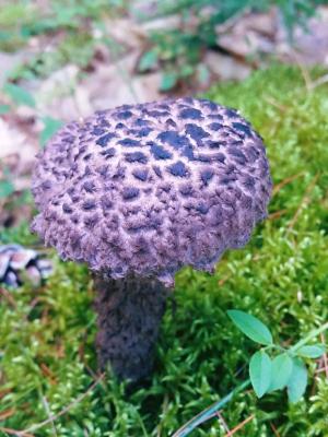 Close up of the purple colored lld man of the woods mushroom