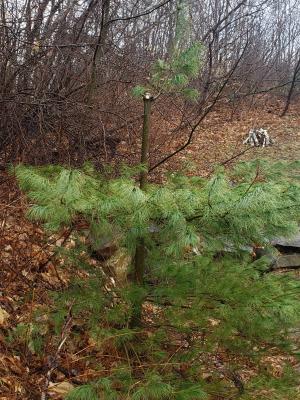 after pruning weevil inflicted pine tree
