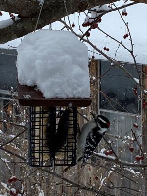 Downy woodpecker perched on suet cage feeder on ornamental crab apple tree
