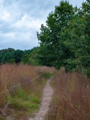 Sandy trail leads invitingly along the bank of the Merrimack River at the Concord Conservation Center's Merrimack River Floodplain