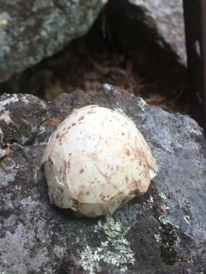 A speckled discarded turkey vulture egg shell rests on granite