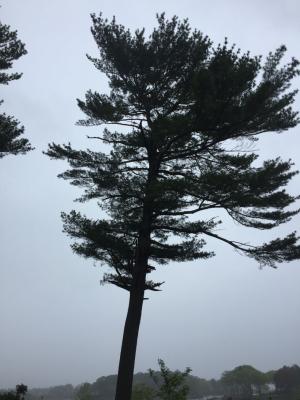 White pine at Creek Farm. Photo DA