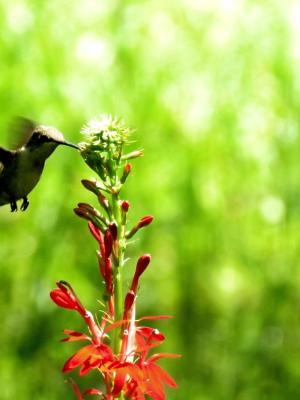 Ruby throated hummingbird beak probes the tip of red Cardinal flower 